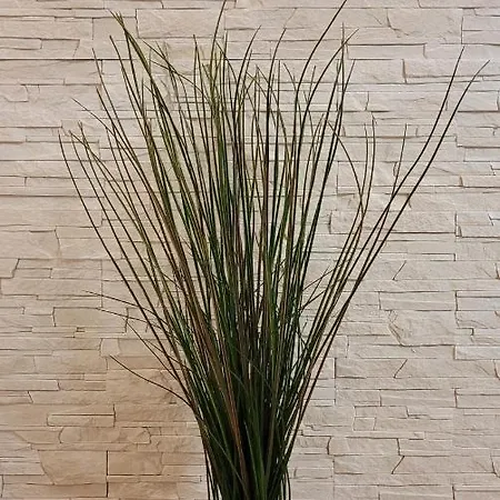 Sunset Nadmorska 100a 36 *